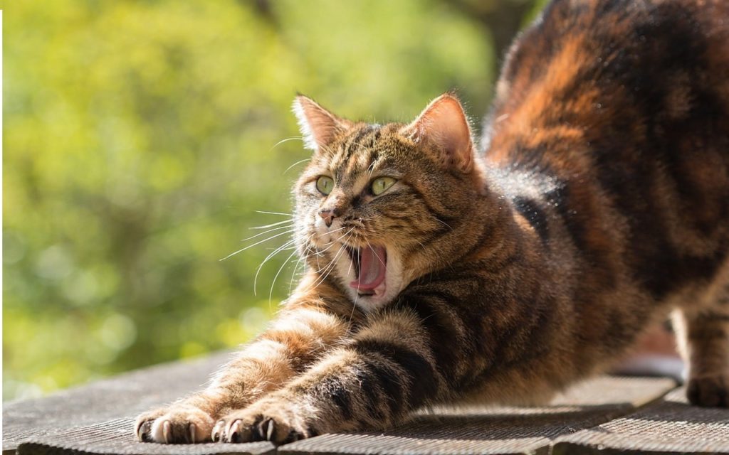 йога для начинающих кот