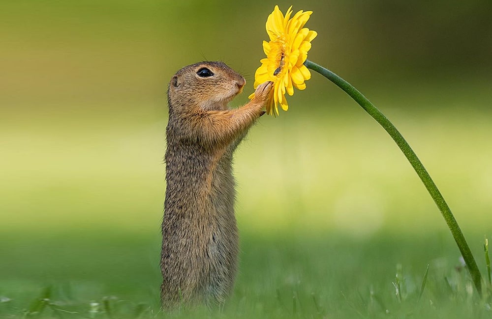 фотограф заснял белку с цветком