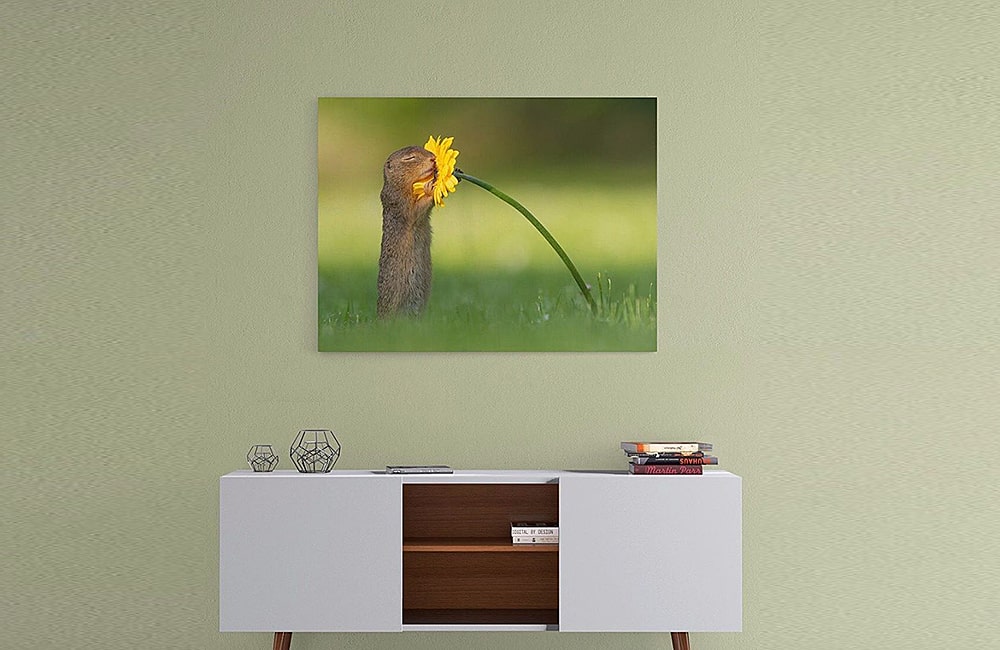 фотограф заснял белку с цветком