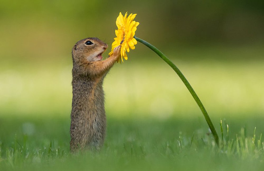 фотограф заснял белку с цветком