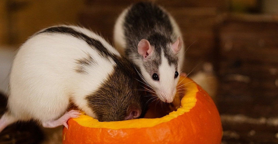 2020 год какого животного крыса