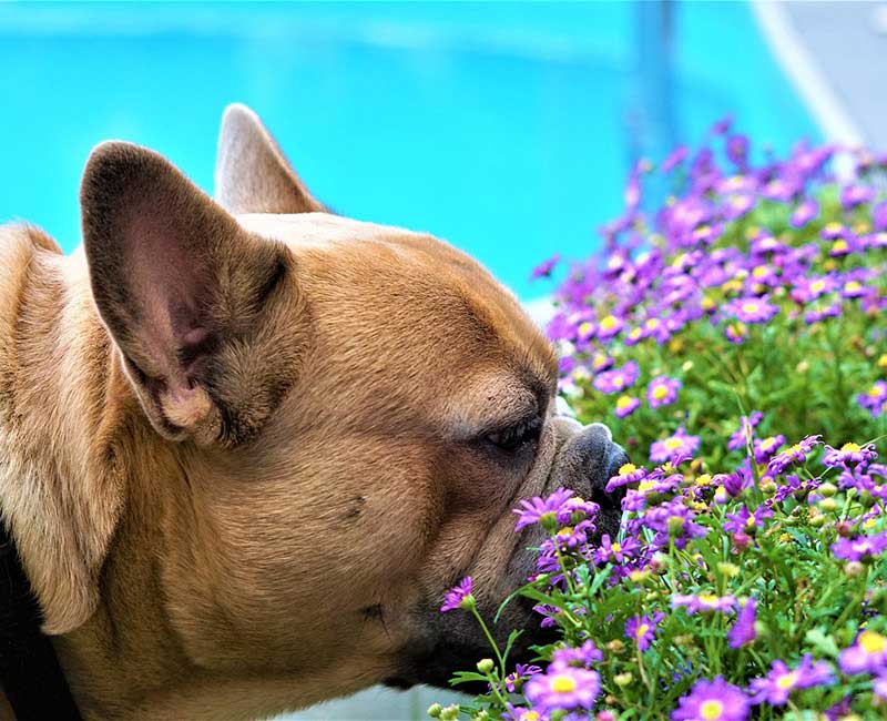 день святого валентина 14 февраля