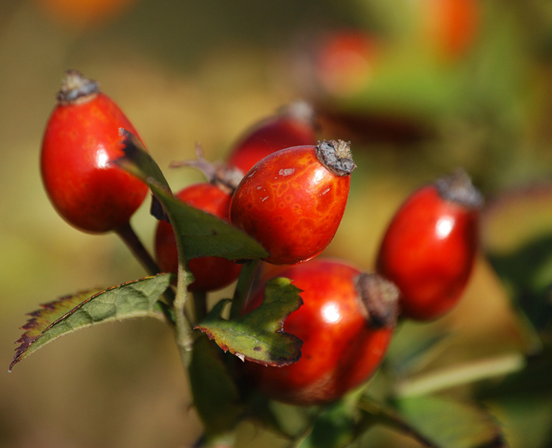 как укрепить иммунитет детям