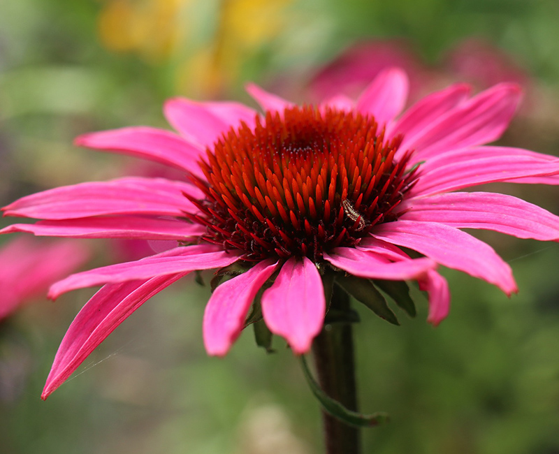 как укрепить иммунитет лекарство